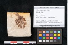 Foto (Objekt + Etikett) von Plantae indet.  (NHMW-GEO-2024-0188-11482)